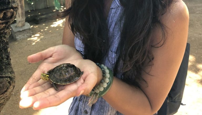 Volunteering at a local turtle conservation center in Indonesia